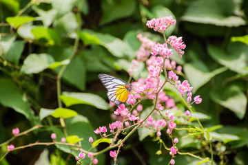 Redspot Sawtooth butterfly feeding on pink flowers