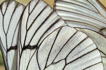 Alas de mariposa. Aporia crataegi. Aurora o Blanca del Majuelo.