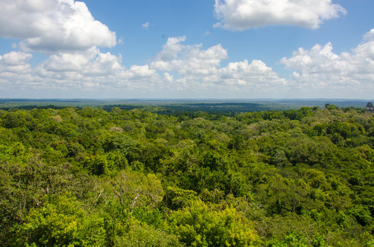 Regenwald Tikal in Guatemala