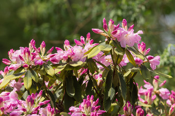 Beautiful pink rhododendron