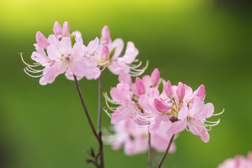 pink rhododendron