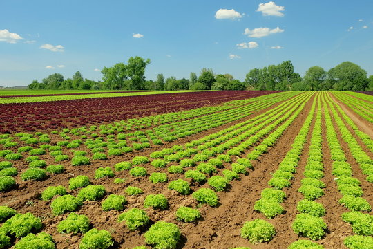 Salatfelder mit Kopfsalat und Lollo Rosso