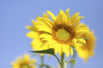 Obraz premium sunflower