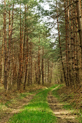 Big forest
