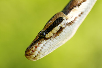 Snake head