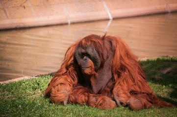 orangoutang in Lisbon Zoo