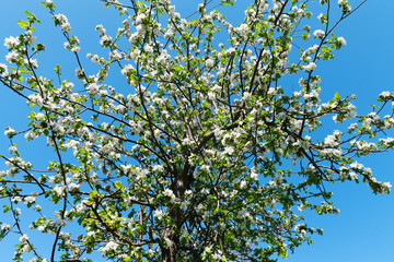 Apple blossoms.