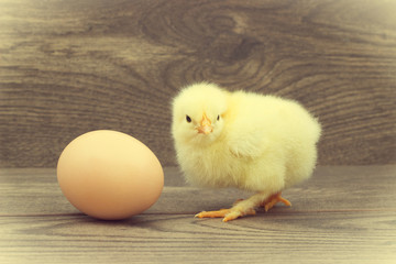 chicken and egg on a wooden background