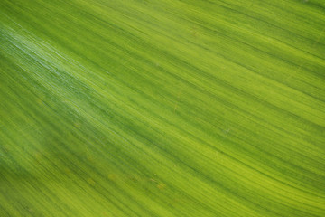 texture of  Water hyacinth's leaf ,top view