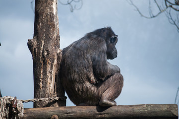 chimpanzee in Lisbon Zoo