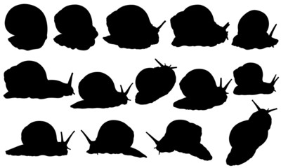 snails © laschi adrian