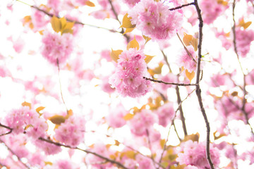 Blooming double cherry blossom tree and blue sky