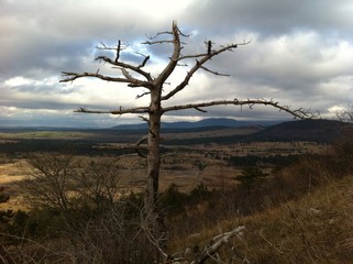 Obraz premium Lone tree