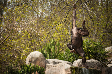 chimpanzee in Lisbon Zoo