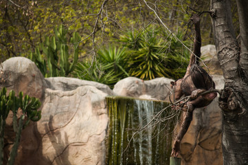 chimpanzee in Lisbon Zoo