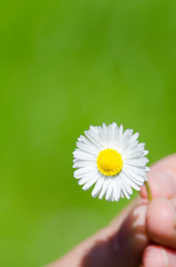 gänseblümchen blüht © Racle Fotodesign