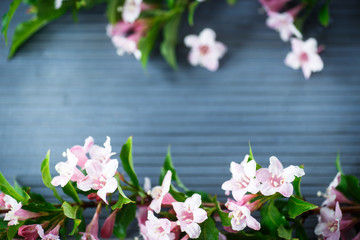Naklejka na ściany i meble Weigel beautiful pink flowers