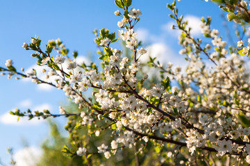 blooming tree with white beautiful flowers