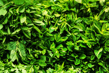 Obraz premium Fresh Herbs Background close up. Fresh raw mint leaves backgroun
