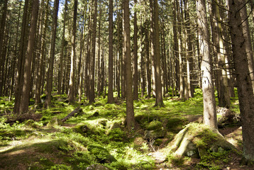 Obraz premium Wandern Harz 2