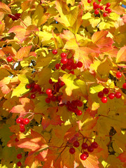 Colors of autumn. Yellow and red leaves of viburnum