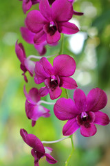 Pink purple orchid flower in nature