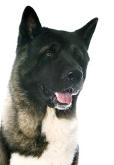 american akita