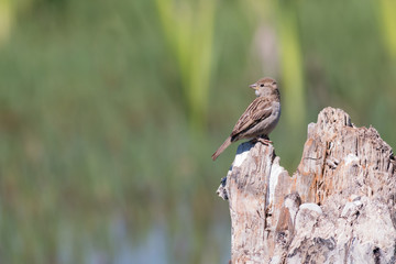 cute sparrow