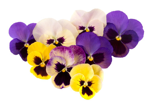 Spring garden flowers - pansies aka violas. Purple yellow