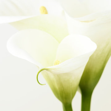 Fototapeta Calla lilies