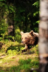 Brown bear resting in forest