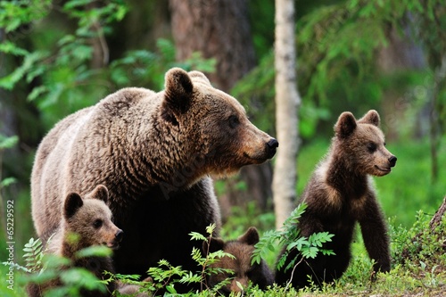 Brown bear with cubs in forest