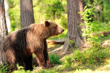 Fototapeta na wymiar Brown bear in forest, scratching against a tree