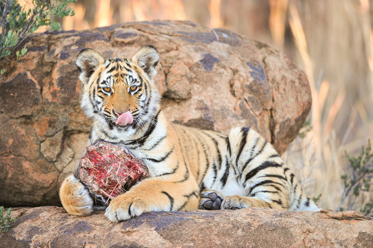 A young tiger having its well-deserved feast