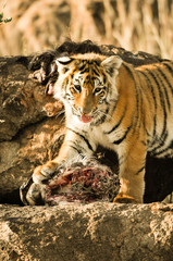 A young tiger having its well-deserved feast