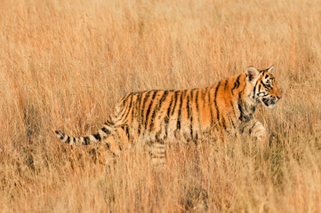 Fototapeta na wymiar Bengal Tiger on patrol in its territory