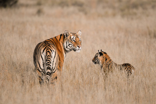 Portrait shot of a Bengal Tiger with her cub