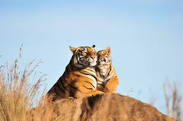 Fototapete Tiger Ein liebevoller Moment zwischen einem Bengal Tiger und ihrem Jungen