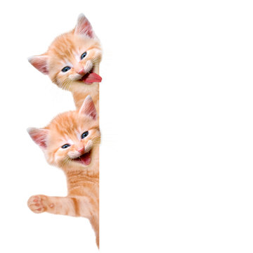 zwei Katzen lachend und winkend