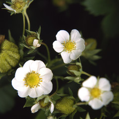 Obraz premium The image of beautiful nature