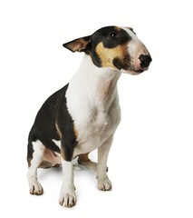 Bull Terrier dog on white background