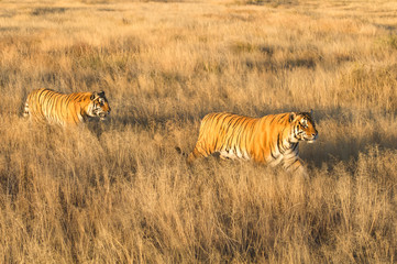 Pair of tigers on patrol in their territory