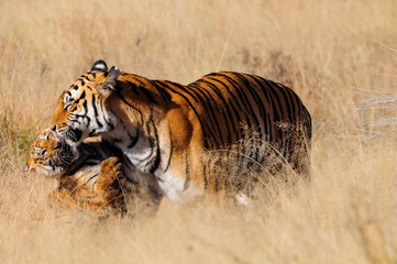 An affectionate moment between a Bengal Tiger and her cub