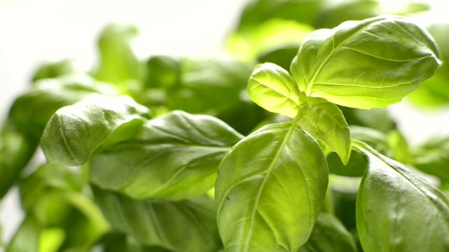 Close up of fresh basil leaves, dolly shot