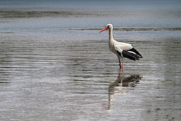 Une cigogne dans l'étang
