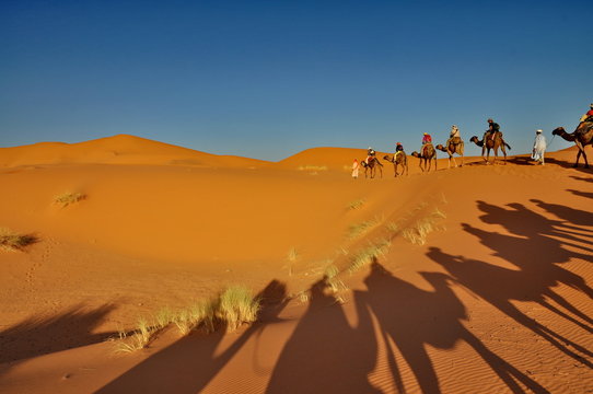 Shadow of Camels in Merzouga desert, Morocco