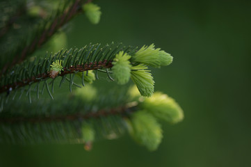Frisches grün der Abies Tanne