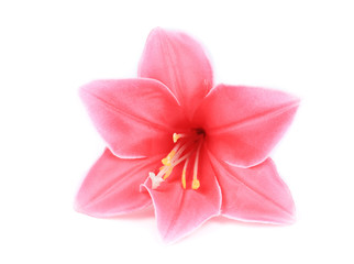 Fototapeta na wymiar Pink artificial flower.
