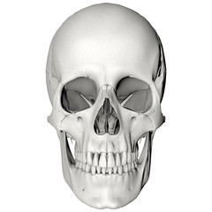 Menschlicher Schädel von vorne