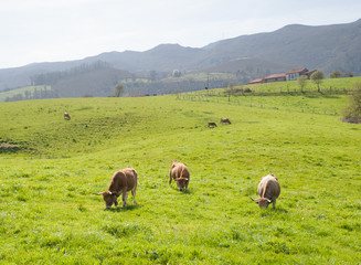 Cows in field